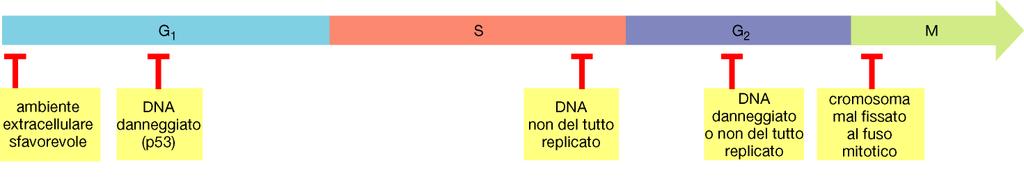 stop PROTEINE INIBITRICI DELLE CDK (CKI)