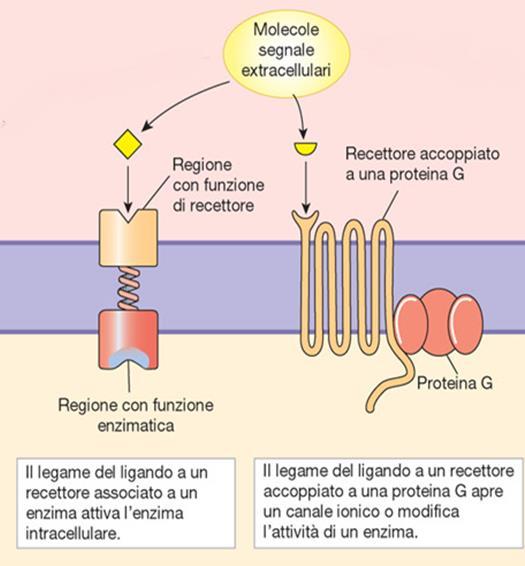 Recettori metabotropici I recettori metabotropici vengono così chiamati ad indicare che il loro funzionamento coinvolge in qualche modo le attività metaboliche cellulari.