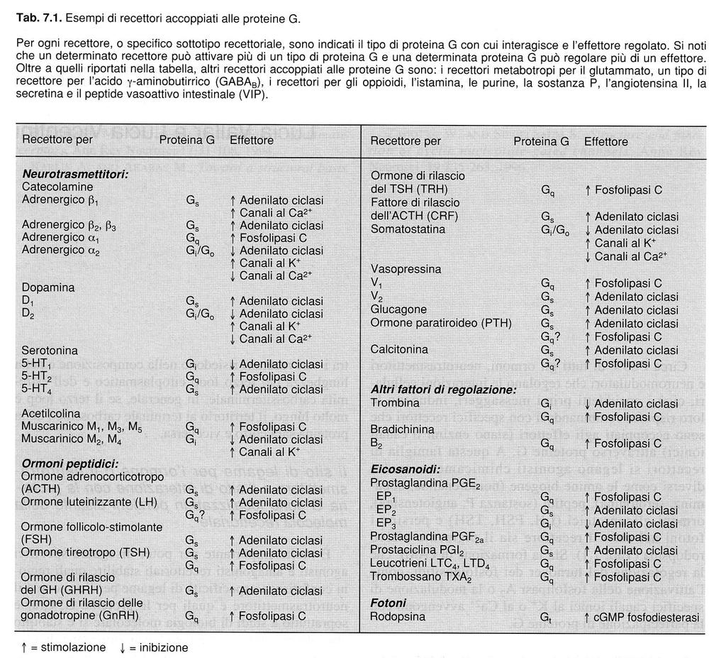 Esempi di recettori accoppiati a