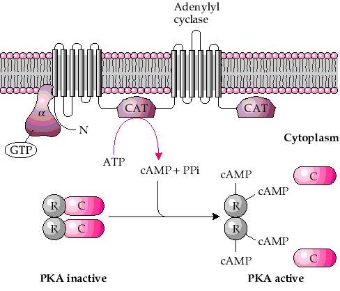 Proteine effettrici: Adenilato ciclasi L adenilato ciclasi è l enzima che catalizza la formazione di AMPc a partire da ATP.