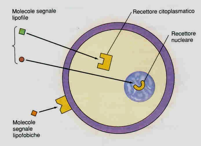 I recettori per le molecole segnale possono essere localizzati sulla membrana o avere una localizzazione intracellulare (nel citoplasma o nel nucleo) a seconda della capacità del messaggero di