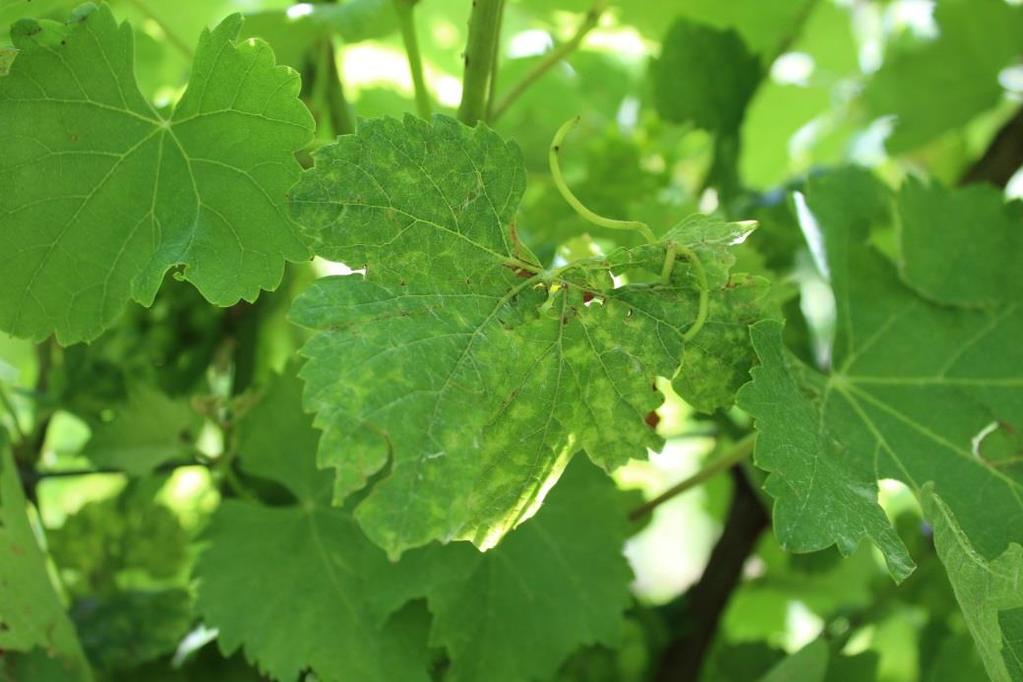 Grapevine Pinot gris virus GPGV INCONTRO SUL PIANO DEI MONITORAGGI 2017