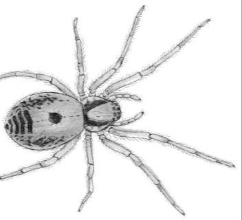 Formicidae (molti ragni imitano le formiche => attenzione alla divisione del corpo, al numero di zampe e