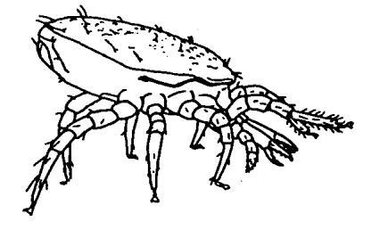 Mesostigmata Corpo generalmente diviso in capitulum (corrispondente al capo), podosoma (che reca le zampe) e opistosoma Solco sejugal assente Generalmente
