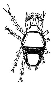 red velvet mites, acari vivacamente colorati di rosso TETRANYCHIDAE