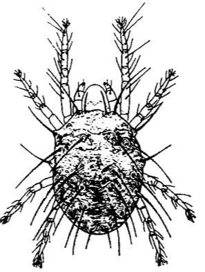 i cosiddetti spider-mites, acari gallicoli dannosi alle coltivazioni
