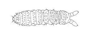 Collembola Symphypleona Corpo diviso in capo, torace, addome Antenne presenti, di lunghezza molto variabile Entognati (parti boccali non visibili dall esterno) Tre paia di zampe Quarto segmento