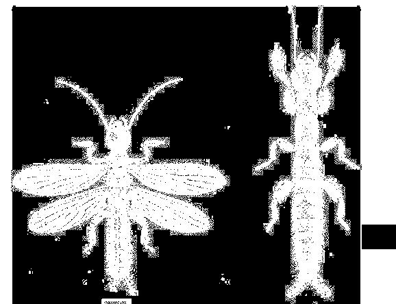 Psocoptera Capo, torace, addome Antenne filamentose, in genere un po più lunghe delle zampe 3 paia di zampe Ali ridotte o più spesso assenti Pigmentazione in genere scarsa o assente Non più grandi di