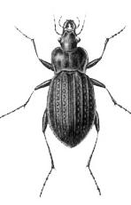 Coleoptera (adulti) Capo, torace, addome Apparato boccale tipicamente
