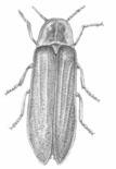 .. Dermaptera (Staphylinidae somigliano un po a Forficula, ma non