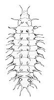 Diptera (larve) Sempre apode (prive di zampe) Nematocera (adulti zanzariformi ) hanno larve eucefale, ossia con capo ben sviluppato, antenne in genere ben visibili, parti boccali masticatorie