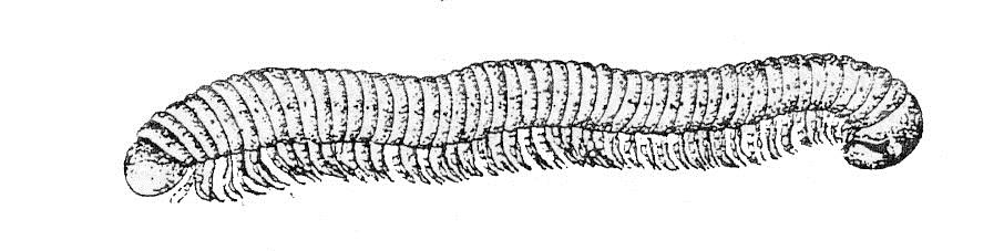 fungivori), fitofagi Chilopoda (un solo paio di zampe per segmento) Symphyla (un solo paio di