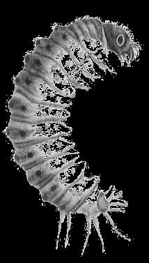 Lepidoptera & Mecoptera (larve) Corpo vermiforme, più o meno tubolare Capo e mascelle in genere ben