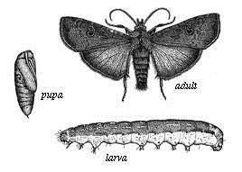 saprofagi Larve Hymenoptera Symphyta (in genere più di 5 paia di pseudozampe addominali - due ocelli anziché