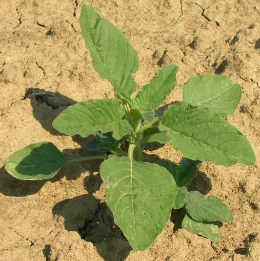 Gruppo O Azione ormonosimile (auxine sintetiche) 2,4-D (mais, sorgo) Clopyralid (mais, barbabietola) Dicamba (mais, sorgo) Fluroxypyr (mais) MCPA (mais, sorgo) QUALI SONO LE INFESTANTI RESISTENTI