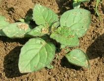 (amaranto), Chenopodium album (farinello) e Solanum nigrum (erba morella) resistenti agli erbicidi inibitori della fotosintesi (erbicidi appartenenti al gruppo C). Popolazioni di Amaranthus spp.