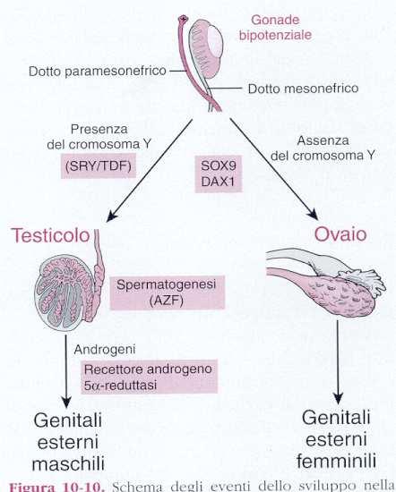 DETERMINAZIONE DEL SESSO SRY = TDF Testis Determining Factor SOX-9: HMG-box DAX1: Dosage sensitive sex reversal, Adrenal hypoplasia congenita, critical region on the X chr, gene 1 Thompson &