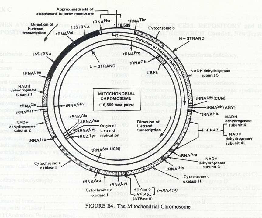 Il genoma mitocondriale umano 13 OXPHOS 2 rrna 22 trna