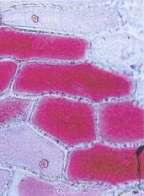 Cosa si vede al microscopio Cellula vegetale e osmosi 1.