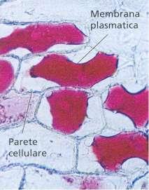 Posare il pezzetto di epidermide su un vetrino portaoggetti 3. Con una pipetta aggiungere una goccia di una soluzione d acqua e blu di metilene 4.