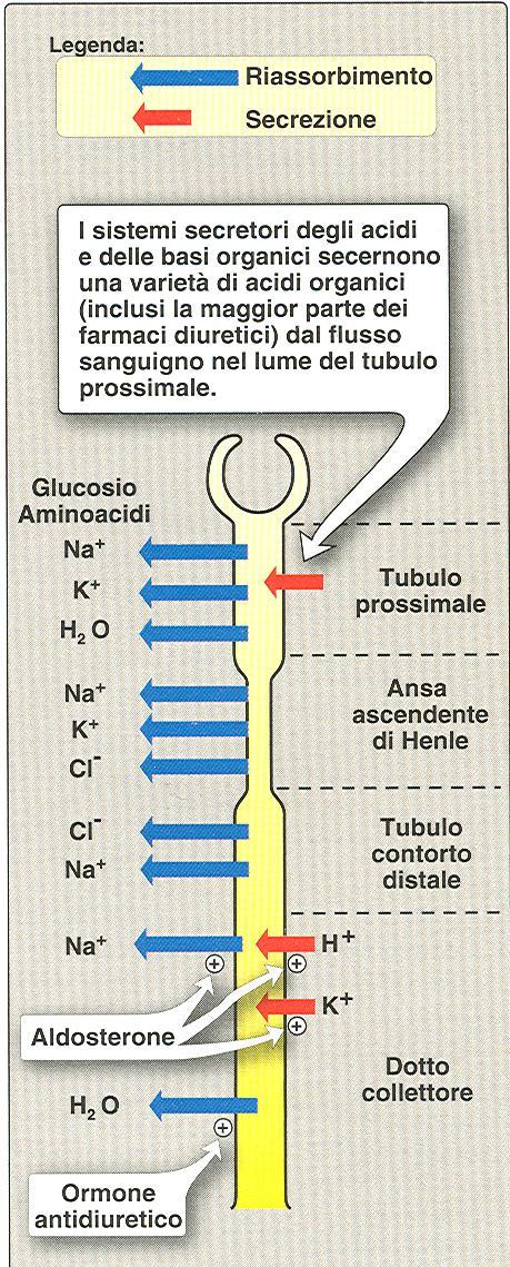 urine Trasporto dei soluti