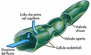 Anche i vasi linfatici, come le vene, contengono valvole