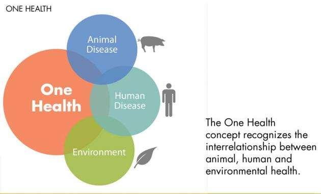 La nuova parola d ordine: One Health (una sola salute) Malattie degli animali Ambiente Malattie dell uomo Il concetto di