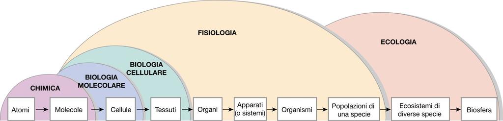 Fisiologia: studio della natura (Fysis, natura e Lógos, discorso ) STUDIO DEL NORMALE FUNZIONAMENTO DI UN ORGANISMO VIVENTE E DELLE PARTI CHE LO COMPONGONO Studio delle funzioni vitali del corpo