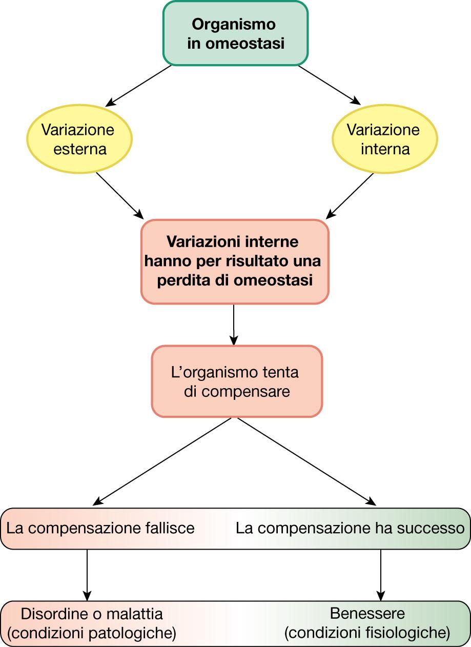 Omeostasi La tendenza degli organismi viventi a mantenere in uno stato di equilibrio le proprie caratteristiche al variare