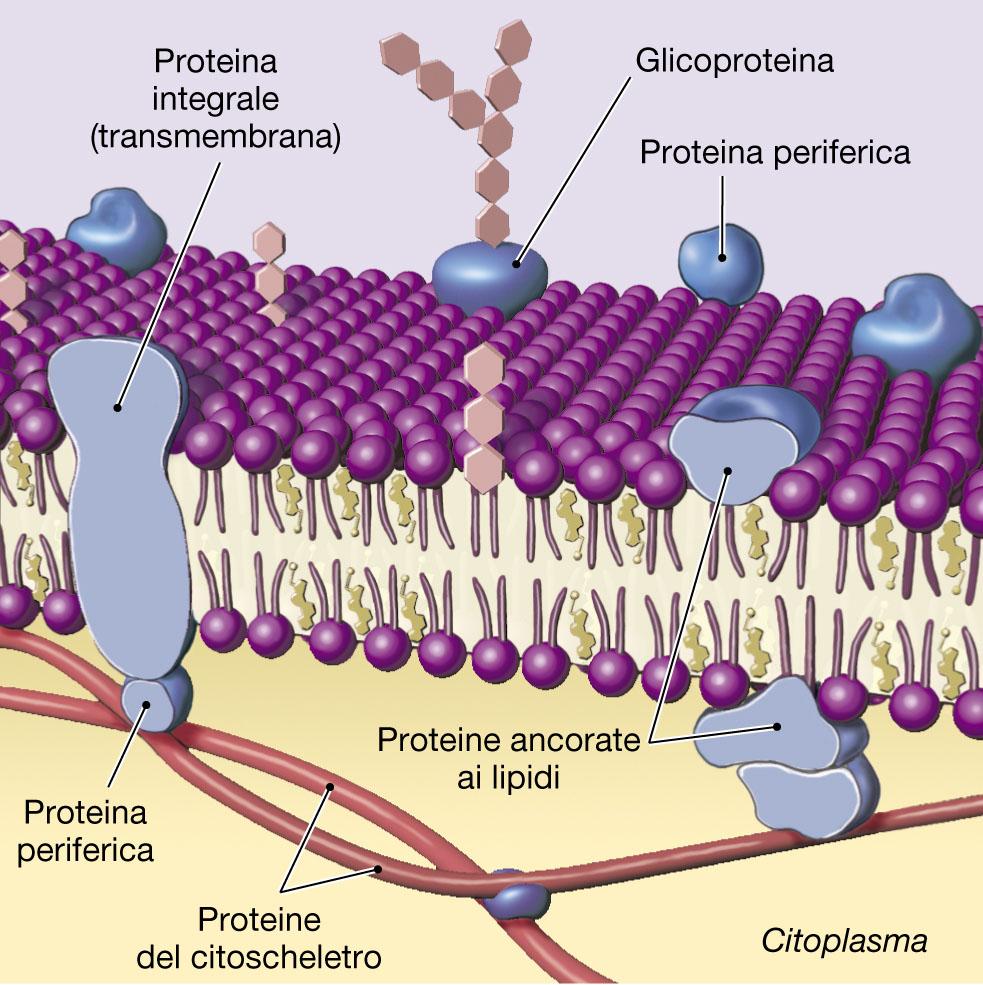 Le proteine di membrana Composizione chimica di alcune membrane (in % ) Membrana Proteine Mielina 18 Eritrocita 49 Epatocita 44 Mitocondrialeinterna 76 Lipidi 79 43 52 24 Carboidrati 3 8 4