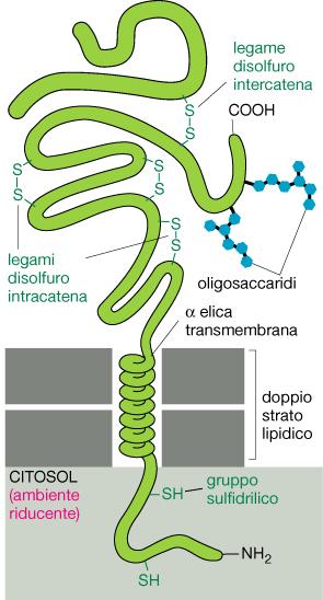 Ancoraggio di proteine periferiche attraverso proteine integrali di membrana NOTE: La glicosilazione è presente sempre sul lato non citoplasmatico della membrana.