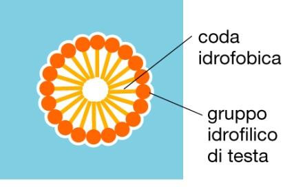 I detergenti Purificazione delle proteine di membrana I DETERGENTI Non ionici Le moleclole di detergente sono anfipatiche e tendono a formare micelle in acqua Ionici