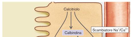 Meccanismo d azione: 1,25-(OH) 2 -D 3 è una molecola steroidea per cui supera per diffusione semplice la componente lipidica del plasmalemma nelle cellule bersaglio, nel citoplasma si lega ad un