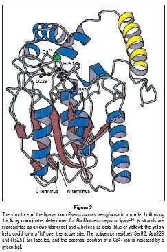 Struttura della lipasi di Pseudomonas aeruginosa Le lipasi catalizzano l