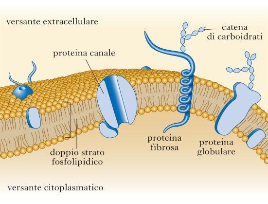 MEMBRANA CELLULARE La membrana cellulare è un sottile rivestimento, con spessore di 5-10 nm (50-100 Å), che delimita la cellula in tutti gli organismi viventi, la separa dall'ambiente esterno e ne