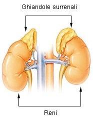 i mineralcorticoidi sono importanti per la regolazione del contenuto minerale (ossia dei sali) del sangue, in modo particolare della concentrazione degli ioni sodio (Na + ) e potassio (K + ).