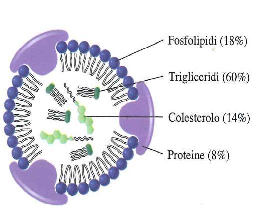 Si hanno così le lipoproteine plasmatiche, suddivisibili in quattro categorie: CHILOMICRONI (d < 0,95 g/ml) trasportano i