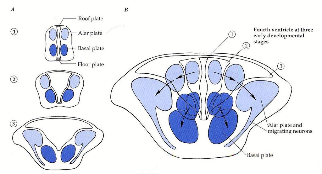 Rispetto al midollo spinale, esistono 3 differenze fondamentali nella morfogenesi del tronco encefalico 1. La lamina alare e la lamina basale si dispongono su di un asse laterale/mediale 2.