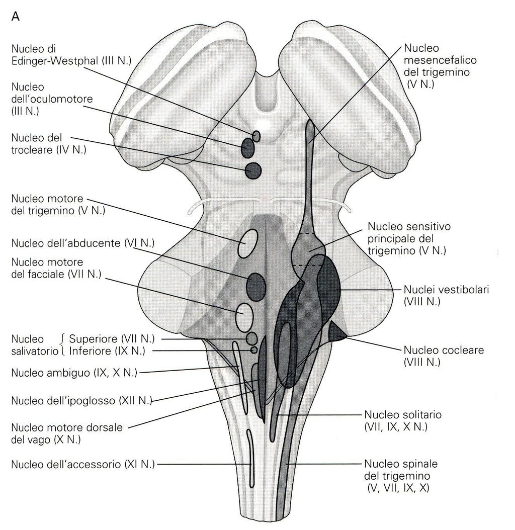 Colonna afferente viscerale generale (5/6 inferiori del nucleo del tratto