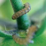 Efficacia superiore su tutti i lepidotteri delle pomacee Emamectina benzoato agisce sulle larve di tutte le età, dalla fase di preschiusura e schiusura delle uova a tutti gli stadi