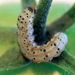 Grande flessibilità d impiego in tutti i programmi di difesa Stadi larvali controllati da Emamectina benzoato Uova in schiusura Larve neonate Da larve giovani a larve mature Grazie