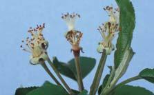 (200300 ml/ha) ACTARA è efficace anche contro l'afide grigio (Dysaphis plantaginea); in tal caso ACTARA può