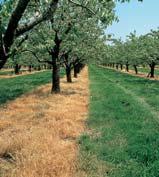 Soluzioni moderne e innovative per la difesa del melo Ripresa vegetativa PREVENZIONE E CURA DELLA