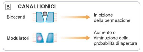 Altri bersagli dell azione dei farmaci Canali ionici: proteine transmembrana che regolano il passaggio