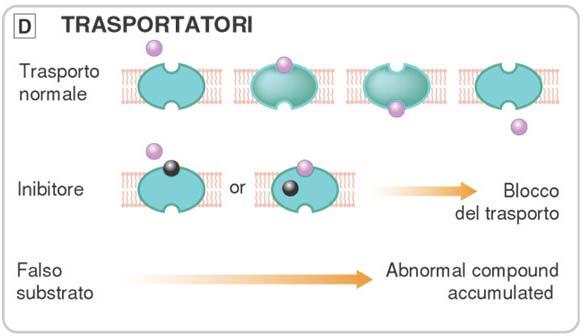 Altri bersagli dell azione dei farmaci Trasportatori: proteine transmembrana che regolano il