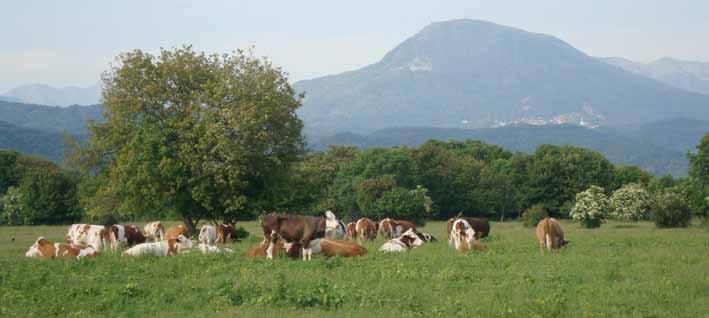 SOMMARIO Presentazione 7 L AGRICOLTURA REGIONALE Territorio e popolazione 9 Valore aggiunto, PIL e grado di apertura verso l esterno 10 Aziende agricole 13 Risultati produttivi 17 Consumi intermedi