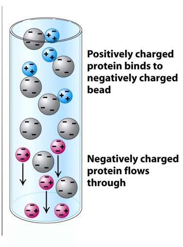 CROMATOGRAFIA A SCAMBIO IONICO Lo scambio ionico è un processo mediante il quale gli ioni presenti su un solido poroso, praticamente insolubile, vengono scambiati con gli ioni presenti in una