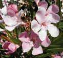 Rosy Rey. I fiori sono rosa pallido. Durante il primo ciclo colturale ha fatto registrare buoni accrescimenti, ramificazione e resistenza al freddo.