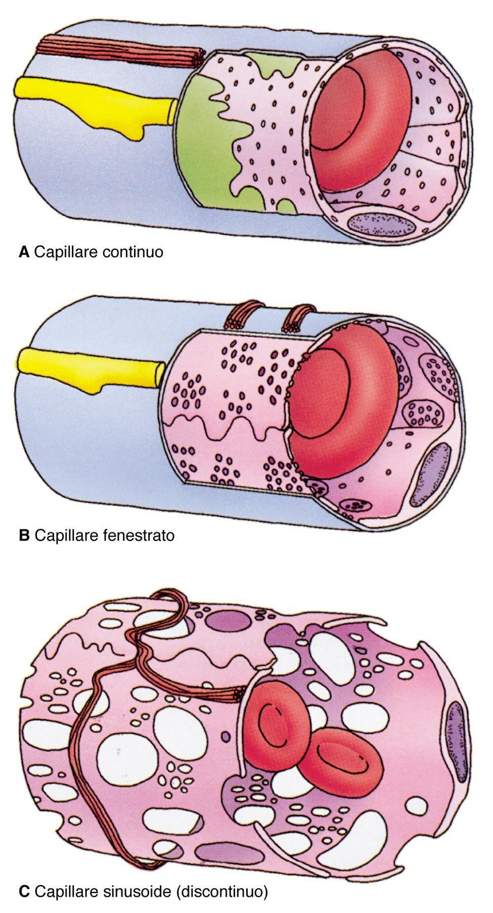 Vescicole di pinocitosi (70 nm) pericito Tipi di capillari Lamina basale pericito capillari continui: i più comuni, si trovano nei muscoli, nel tessuto nervoso (dove formano la barriera