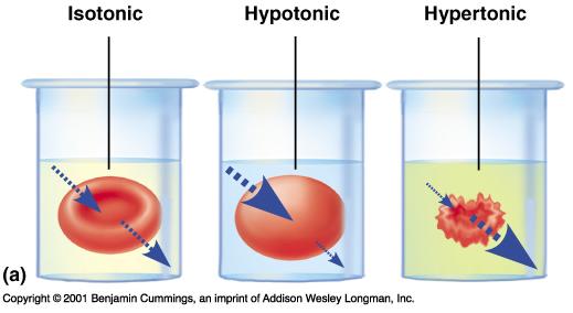 H 2 O -- ++ H 2 O H 2 O H 2 O ++ -- -- -- ++ -- ++ H 2 O H 2 O H 2